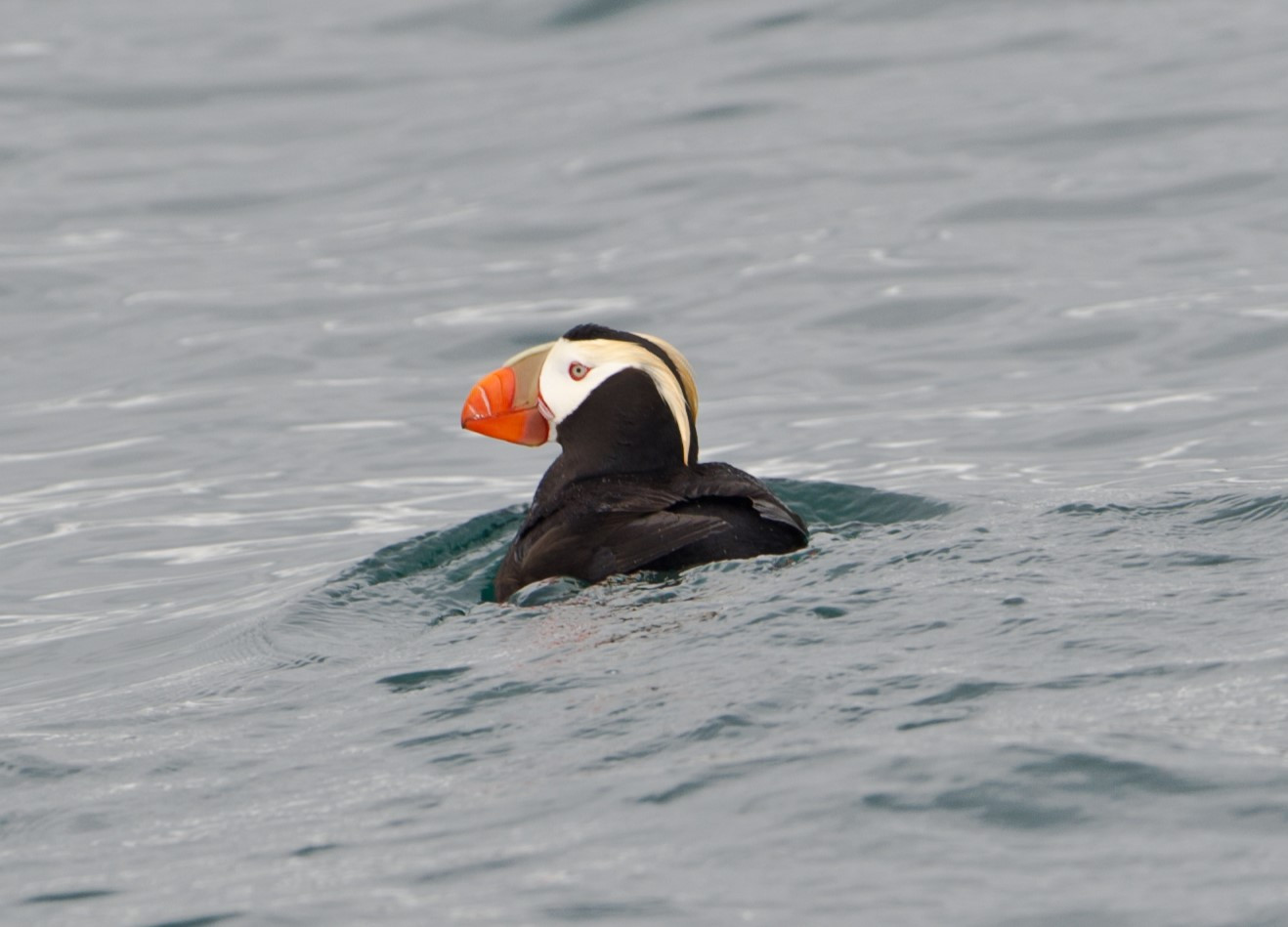 image Tufted Puffin